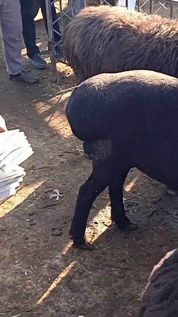 рынок баран смотреть онлайн