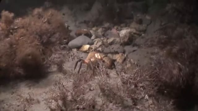 Краб смотреть онлайн