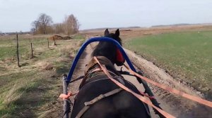ЛОШАДИ В РАБОТЕ🐎ВОЗИМ НАВОЗ НА АЗЕ💪🔥🐎