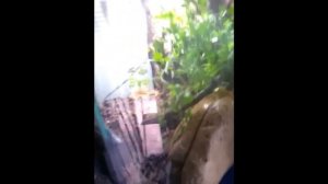 Goliath Spider Tank Setup