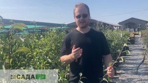 Все о сорте груши Изумрудная