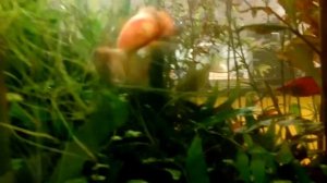 Битва самцов моллинезий велифера. Battle male mollies velifera