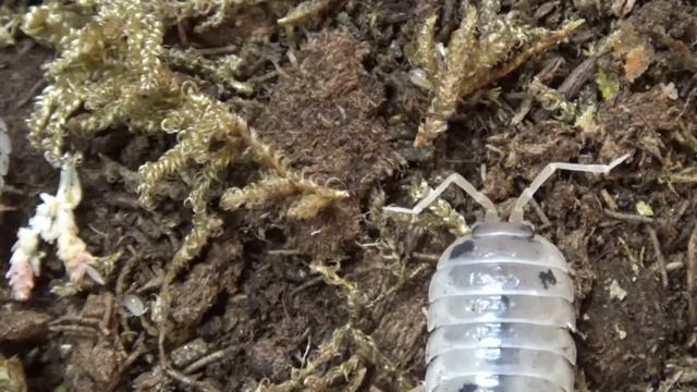 Dairy Cow isopods смотреть онлайн
