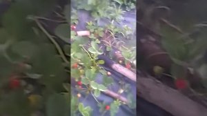 Клубника Кабрилло