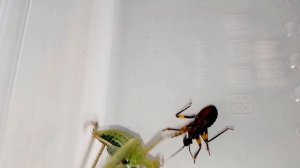 Кузнечик vs Клоп хищнец, Посмотрите, кто сильнее! Katydid vs Assassin bug!