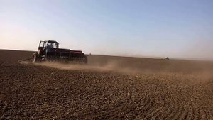 Сеем пшеницу озимую 2018