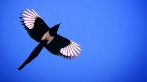 ТОП самых умных птиц!!! #shorts