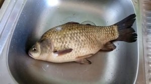 Карась 1.5кг