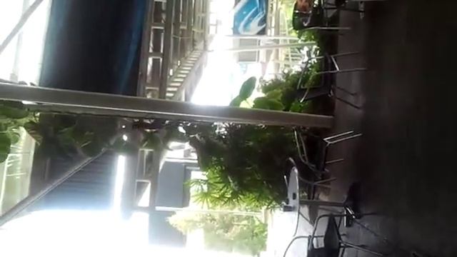 Голодная обезьянка смотреть онлайн