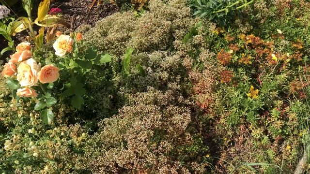Sedum Album (Coral Carpet): Beautiful Ground cover смотреть онлайн