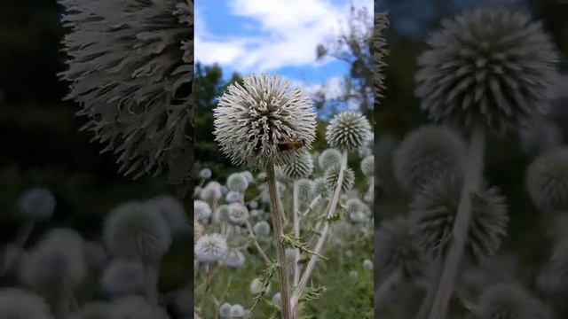 мордовник смотреть онлайн