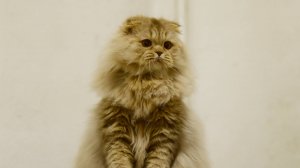 Ксандрюша
