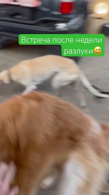Встреча с хортой Йоккой и псовым Карсаем после недели разлуки #борзые #охотничьисобаки #собакавдоме смотреть онлайн