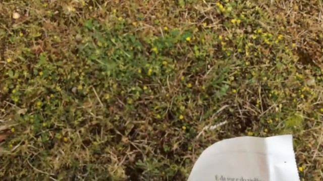 Rainbow Quartz - rock crystal from Brazil beautiful Quartz for crystal healers смотреть онлайн