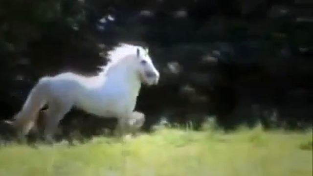 ►Видео про лошадей Песня из рекламы Bon Aqua)