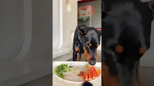 собака против волка dog vs wolf