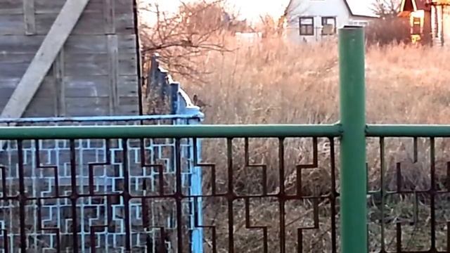 Песня соловья