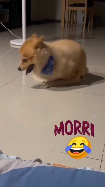 Собака  Сексуальная 😂😂😂 #dog #сабока#игрушки #собакабарабака #shorts #codm