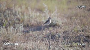 Каменка волнуется у гнезда