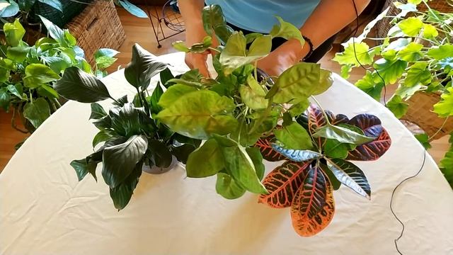 The Truth About Leaf Shine Products for Houseplants смотреть онлайн