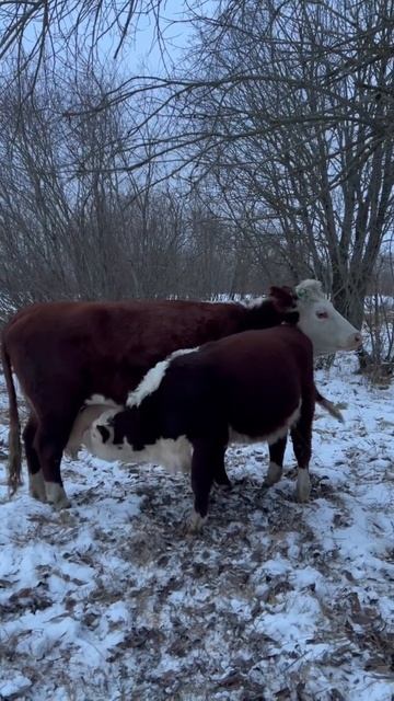 Корова аж подпрыгивает от ударов #герефорд #корова #теленок #подсос #молоко #ферма #деревня #shorts смотреть онлайн