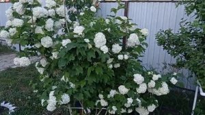 #сад  Калина Бульдонеж #калина #калинабульдонеж #декоративные #кустарник  #декоративные