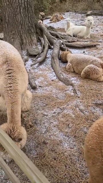 Чеджу. Альпака на Чеджу. смотреть онлайн
