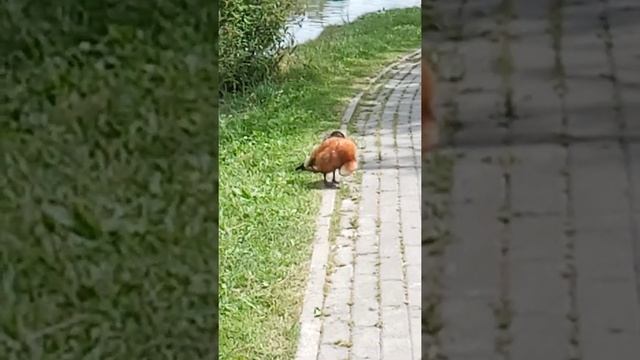 Семейство на прогулке смотреть онлайн