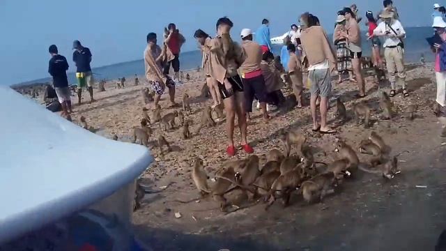 таиланд остров обезьян