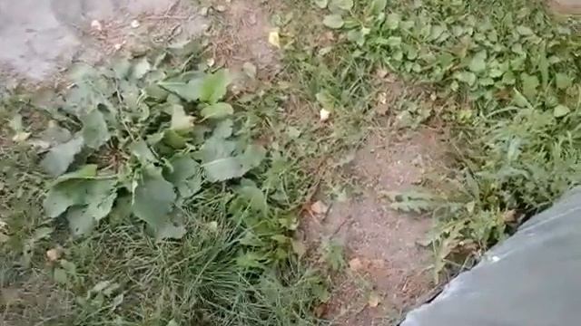 Кролик буся смотреть онлайн