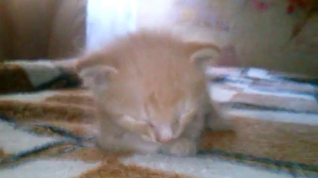 Наш Барсик смотреть онлайн