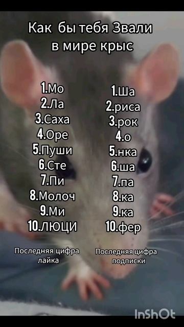 реккрыскамоша