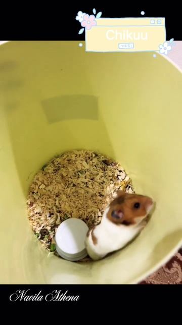 Hamster#shorts#shortsvideo #navilaathena#petslover #hamsters#pets#petlovers #travel #dubai#petsinua смотреть онлайн