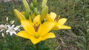 Азиатская лилия Желтое солнце Asian lily Yellow sun