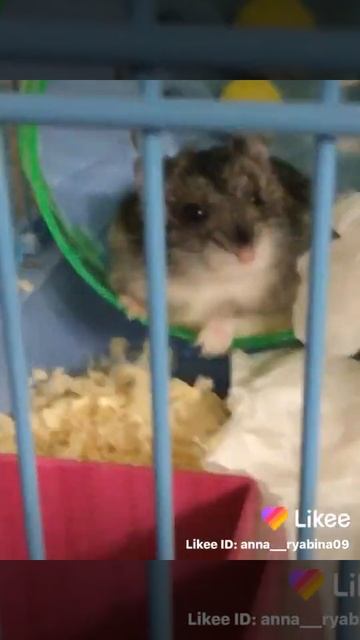 Хочу домой/прикол с Пушой из Likee :3