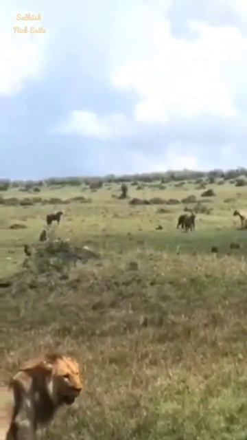 The Lions & Hyenas together over the hunt at Masai Mara, Kenya 🇰🇪