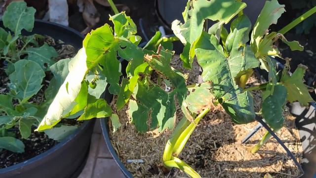 Harvests, Gardening Tips & More! Feb 2022 Garden Tour! Mars Hydro Grow Light Giveaway! смотреть онлайн