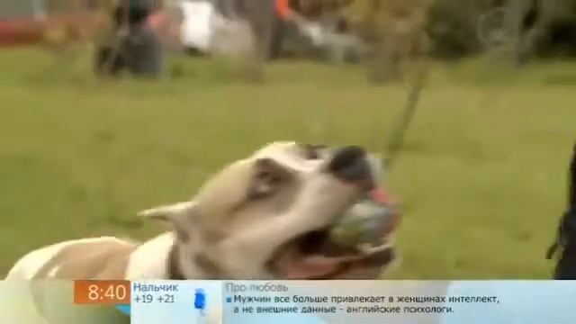 Человек в России хуже собаки смотреть онлайн