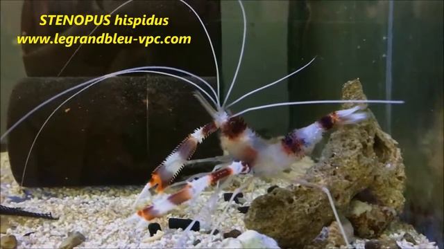 legrandbleu-vpc.com - STENOPUS hispidus смотреть онлайн