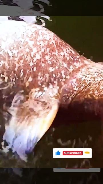 большой сом на воде еще не ушел #Shorts смотреть онлайн