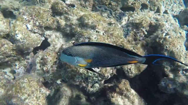 Дрессированная рыбка! Внимание на экран :-) смотреть онлайн