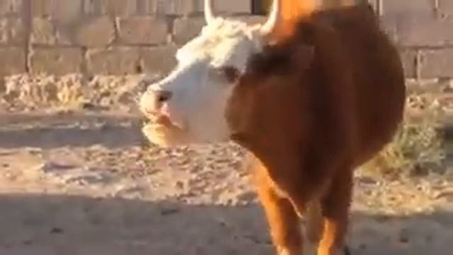 Карова смотреть онлайн