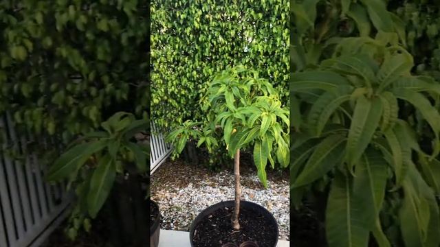 Zone 10B Tropical Fruit Backyard Garden update Feb 18, 2021