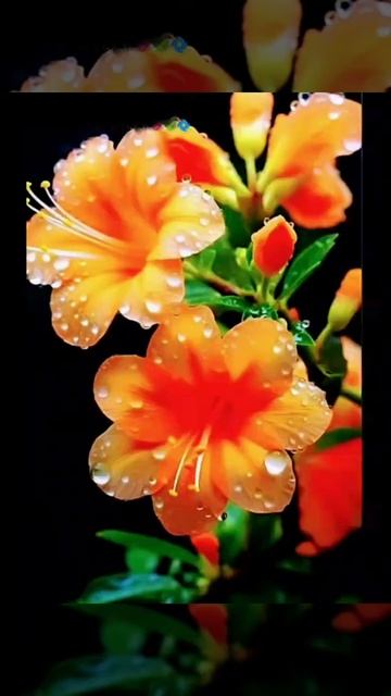 🌻🌳🍇🍇🍇🍇🌳🌻 смотреть онлайн