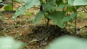 DUNG went to the street to get a haircut, buy mattresses, food - SAI watered vegetables l Lý Thị Sa