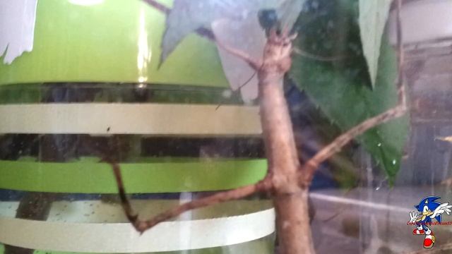 My Medauroidea Extradentata eating / Mi insecto palo Medauroidea Extradentata comiendo смотреть онлайн