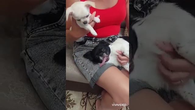 в поисках счастья и любви 💘 Аполлон Купидонович продажа чихуахуа питомник Кастропуло +79787458062