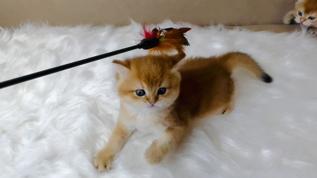 Британские котята золотая шиншилла смотреть онлайн