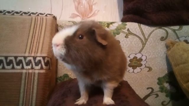 Тоша-красавчик смотреть онлайн