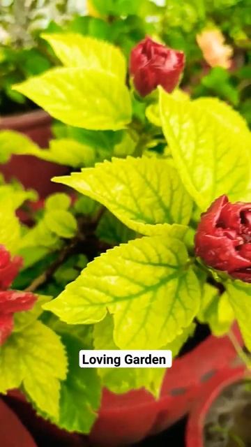 Hibiscus flowers in My Garden 😍#shortvideo #loving_garden #gardeningvideos смотреть онлайн